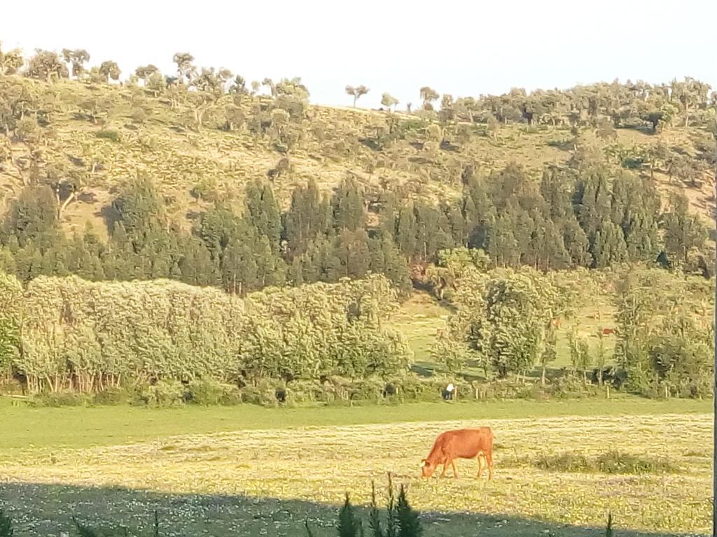 Herdade Da Maxuqueira Gavião Exterior foto